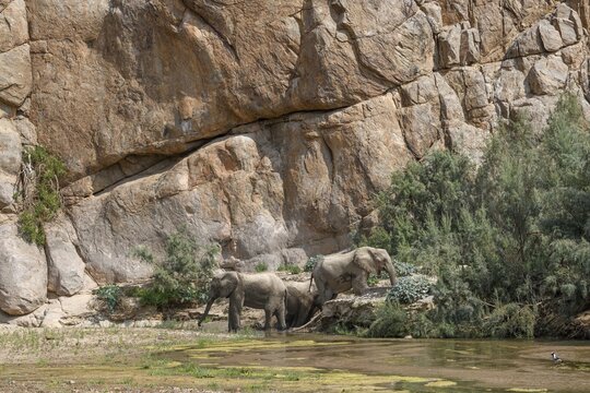 Desert elephants (Loxodonta africana) taking a mud bath in the Hoarusib dry river, Kaokoveld, Kunene region, Namibia