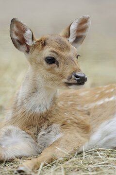 Chital (Axis axis), juvenile, captive, occurring in Asia