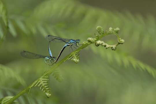 Blue tailed damselfly (Ischnura elegans) adult male and female insects mating on a Bracken plant leaf in the summer, England, United Kingdom