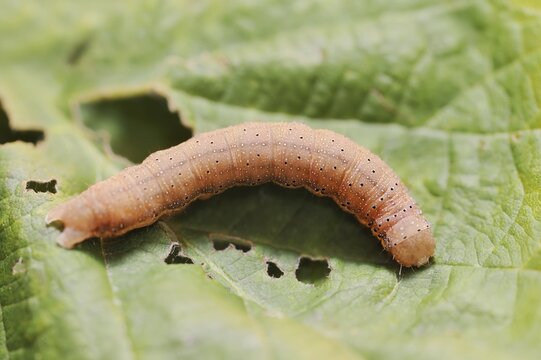 Vegetable owl (Lacanobia oleracea), caterpillar, North Rhine-Westphalia, Germany