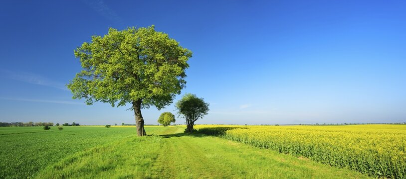 Cultural landscape in spring, old lime trees on a field path between a grain field and a flowering rape field, blue sky, Burgenlandkreis, Saxony-Anhalt, Germany