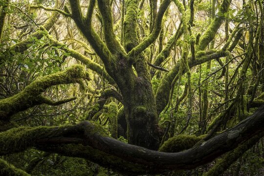 Laurel trees with mosses and lichens in the cloud forest near Laguna Grande. Garajonay National Park, La Gomera, Canary Islands, Spain