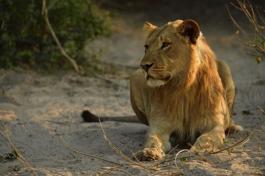 Lion (Panthera leo) male, male, young rests in the shade of a bush, Chobe National Park, Chobe District, Botswana