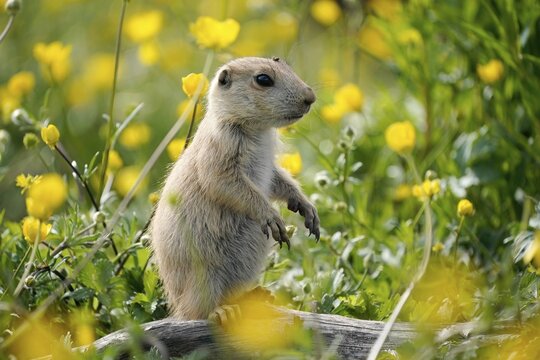 Black-tailed Prairie Dog (Cynomys ludovicianus) in a flowering meadow, Germany
