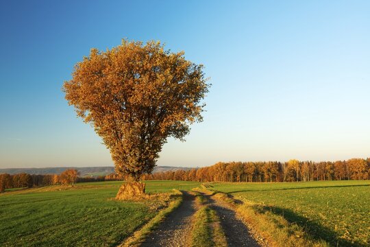 Field landscape in autumn, Oak ( Quercus) on the field path in autumn colouring, near Hermsdorf, Germany ( Th&uuml;ringen) d