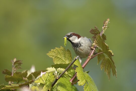House sparrow (Passer domesticus) adult male garden bird with a caterpillar for food in its beak on a Grape vine in spring, Suffolk, England, United Kingdom