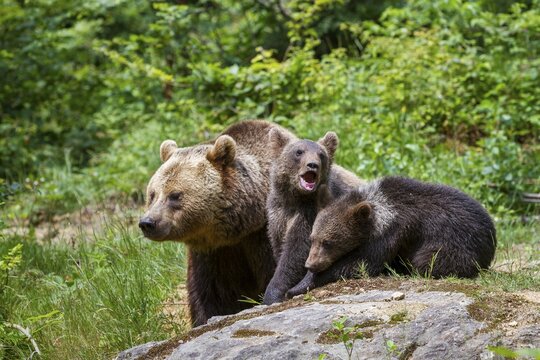 Brown bear (Ursus arctos), bear with cubs, mother, female, Bavarian Forest National Park, Lower Bavaria, Germany, Europe, captive