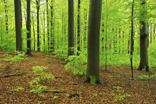 Huge old beech trees in spring, fresh green, near-natural beech forest, Kleinengelein forest reserve, Steigerwald, Bavaria, Germany