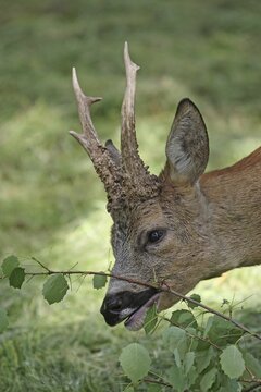 Roe deer (Capreolus capreolus) abnormal buck eating birch leaves, Dalarna, southern Sweden, Europe Dalarna/southern Sweden, Sweden