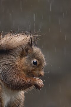 Red squirrel (Sciurus vulgaris) adult animal soaking wet eating a nut in a rain storm, England, United Kingdom