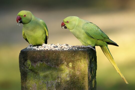 Two collared parakeets (Psittacula krameri) sitting at a feeding station, wildlife, Germany