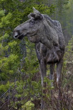 Despite the really short photo distance of a few metres, the bull moose (Alces alces) remained relaxed, to be honest he took no notice of me, May, Sweden