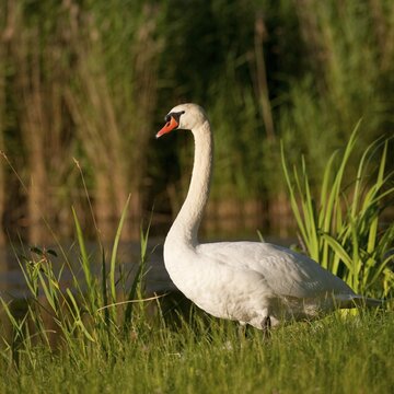 Mute Swan (Cygnus olor), adult, Thuringia, Germany