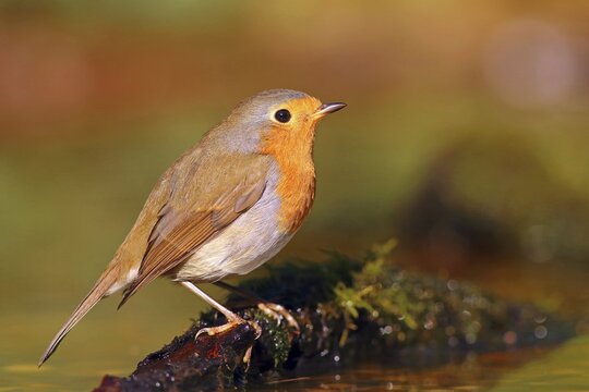 European robin (Erithacus rubecula) on a branch, side view, Hesse, Germany