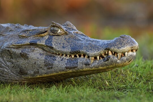 Yacare caiman (Caiman yacare), head, near Cambyret&aacute;, Esteros del Iber&aacute;, Corrientes Province, Argentina
