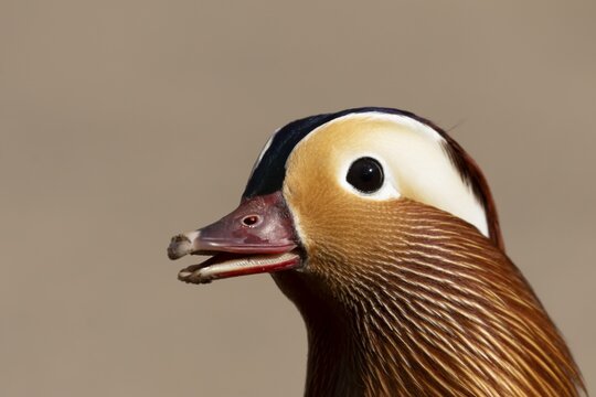 Mandarin duck (Aix galericulata) adult male bird calling or quacking, England, United Kingdom