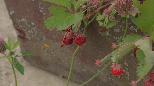 Halb vertrocknete Erdbeeren an einer Pflanze in nat&uuml;rlicher Umgebung, Nahaufnahme von reifen und trocknenden Fr&uuml;chten im Garten 