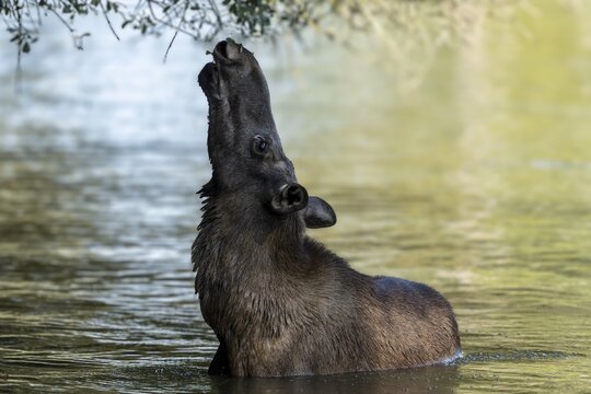 European elk (Alces alces), cow during rut in a pond