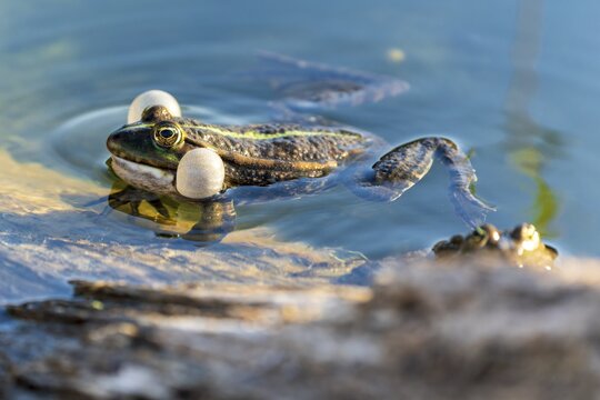 Water frog (Rana esculante), France