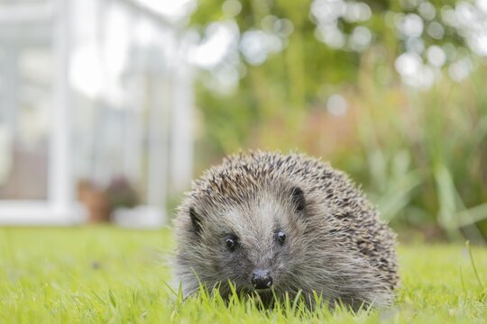 European hedgehog (Erinaceus europaeus) adult animal on an urban garden grass lawn with a conservatory in the background, England, United Kingdom
