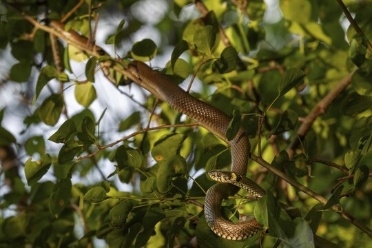 The grass snake (Natrix natrix) has sought out an unusual place to sunbathe, but is well protected from predators in the branches of a tree, rare, rarity, Germany