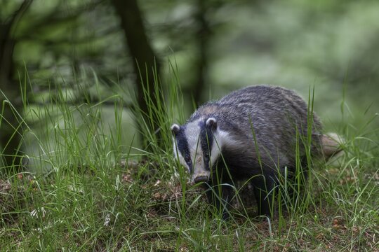 After the badger (Meles meles) has left the den, it particularly checks the entrances to the badger burrow, nocturnal, Germany