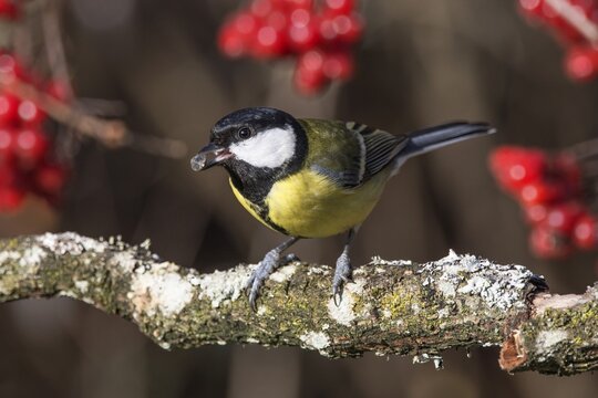 Great tit (Parus major) sitting on a mossy branch with red berries in the background, Baden-W&uuml;rttemberg, Germany