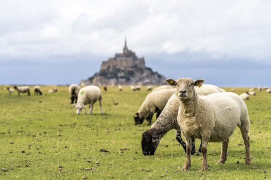 Sheep in front of the monastery mountain Mont Saint-Michel, Le Mont-Saint-Michel, Normandy, France