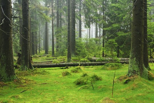 Untouched wilderness in the High Harz, spruce forest from bark beetle infestation, drought and forest dieback from 2018, fallen trees, moss-covered ground, fog, rain, Harz National Park, Lower Saxony, Germany