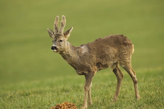 European roe deer (Capreolus capreolus) buck with velvet antlers at the feeding station in the meadow, Allg&auml;u, Bavaria, Germany