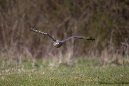 Common buzzard (Buteo buteo) adult bird of prey raptor flying over countryside grassland, England, United Kingdom