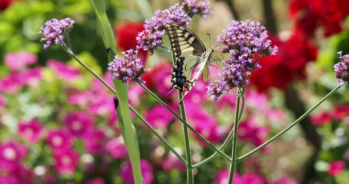Papilio machaon | Old World swallowtail graceful butterfly with rapid wingbeats, frantically feeding nectar from an Argentinian vervain flower (Verbena bonariensis)
