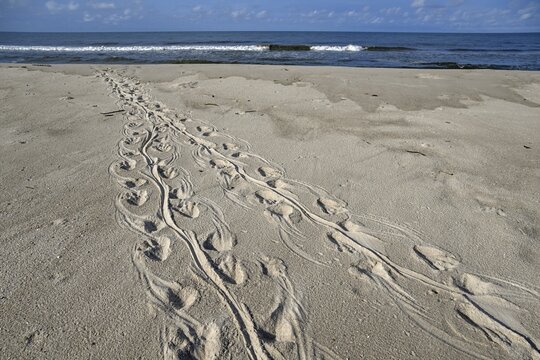 Turtle track on the beach, Loango National Park, Parc National de Loango, Ogoou&eacute;-Maritime Province, Gabon