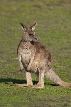 Giant kangaroo (Macropus fuliginosus) stands in a meadow and looks attentively, Germany