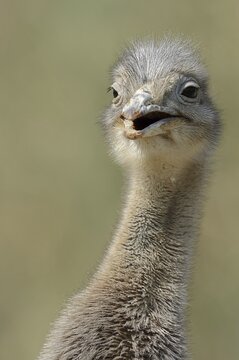 Darwin's rhea (Pterocnemia pennata), portrait, Patagonia, Chile