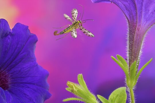 Scorpion fly male (Panorpa communis) in flight on a showy vine (Ipomoea L.)