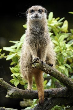 Meerkats (Suricata suricatta) standing, Captive, Germany