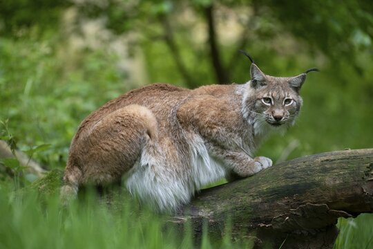 Eurasian lynx (Lynx lynx) sits on tree trunk, Saarland, Germany