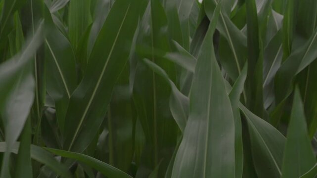 Gr&uuml;ne Maispflanzenbl&auml;tter bewegen sich im Wind auf einem Feld, Nahaufnahme von landwirtschaftlichen Pflanzen in nat&uuml;rlicher Sommeratmosph&auml;re