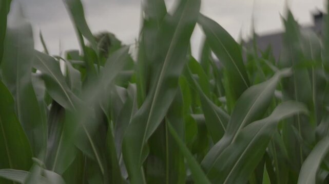 Gr&uuml;ne Maispflanzenbl&auml;tter bewegen sich im Wind auf einem Feld, Nahaufnahme von landwirtschaftlichen Pflanzen in nat&uuml;rlicher Sommeratmosph&auml;re