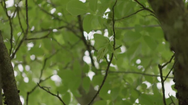Gr&uuml;ne Bl&auml;tter eines Nussbaums im nat&uuml;rlichen Tageslicht, mit weichem Fokus und ruhigem Hintergrund aus Baumzweigen und Laub.