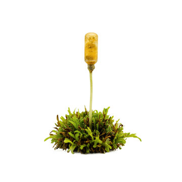 Sprout moss capsule cut out on a transparent background for biotechnology and futuristic growth themes