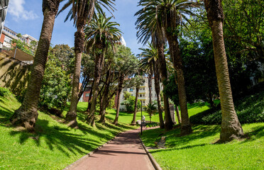 Fototapeta premium Palm tree lined pathway through green lawns Myers Park, Auckland, New Zealand, 1 January 2024