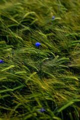wheat field in summer © Andrii