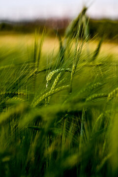 wheat field at sunset