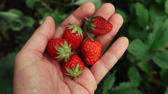 Summer vibes. Picking strawberries. Hand holding a pile of ripe fresh strawberries