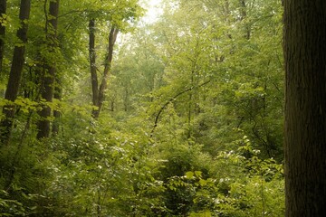 Fototapeta premium Bright Summer Forest