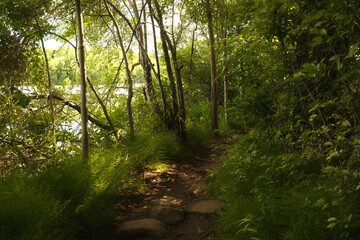 Fototapeta premium Forest Lake Path