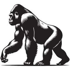 gorilla, silverback gorilla, mountain gorilla, western gorilla, eastern gorilla, baby gorilla, gorilla family, giant ape, primate, wildlife, wild animal, jungle, rainforest, African wildlife. © Maan