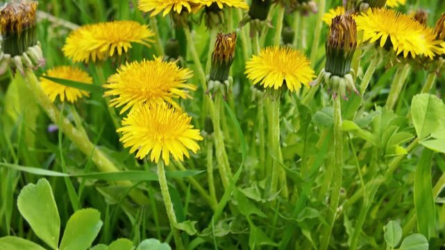 Close-up footage of walking through a green meadow with mixed vegetation. The frame shows clover leaves, yellow dandelion flowers, and natural grass covering a field. The scene captures wild plant